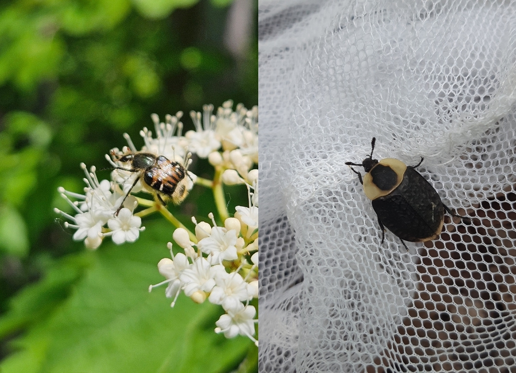Left image shows a small beetle crawls along white flowers. It has a black, faintly pale-striped abdomen, but underneath its abdomen is a fuzzy yellow section with a black dot in the middle. From the beetle looks like a bumble bee! The right image shows a large, coin-shaped beetle walks over on the fabric of an insect net. It has a black abdomen, a black head, and a yellow-and-black thorax, mimicking the pattern of the Ashton’s Cuckoo bumble bee.
