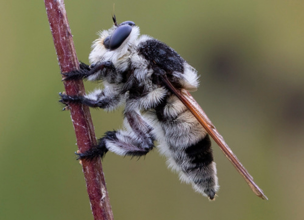 A strange, shaggy looking fly perches on a plant stem. The fly is covered in black and pale yellow fuzz, and has its wings folded over its back. Despite having no stinger, the robber fly’s abdomen comes to a point.