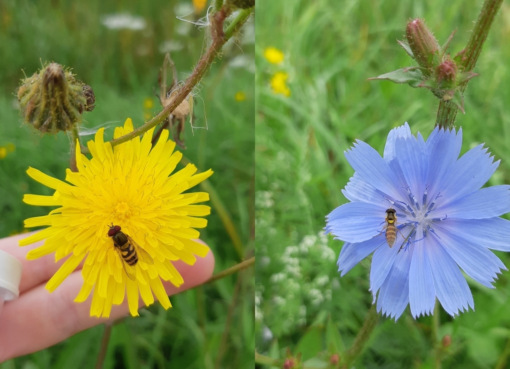 Small hoverflies with black and yellow striped abdomens perch on yellow and blue flowers. One has large red eyes, and the other has large dark eyes with its transparent wings folded over its back.