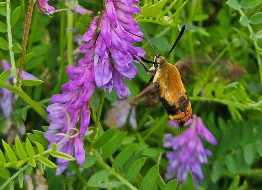 A peculiar-looking moth with a fuzzy, olive and black body hovers in front of a purple flower, with its blurred wings beating quickly to keep it aloft. The moth’s long proboscis is being used to drink nectar from one of the purple flowers.