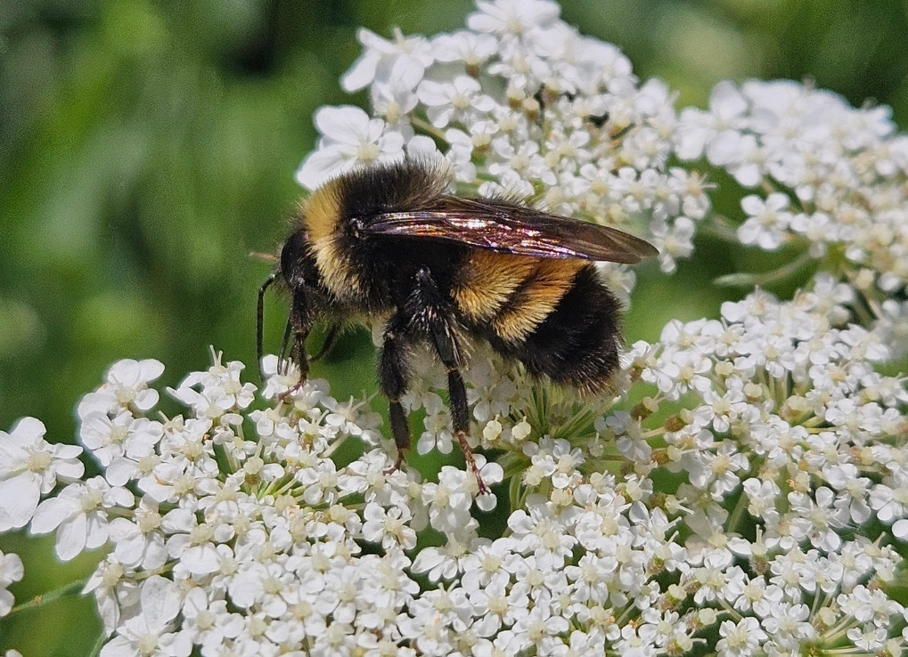 A fuzzy bumble bee with black and yellow stripes sits on a white flower.