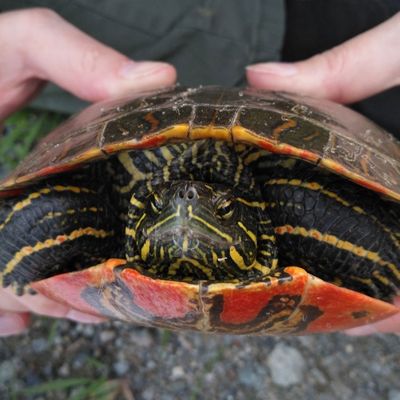 Western Painted Turtle in the hands of a WPC employee.
