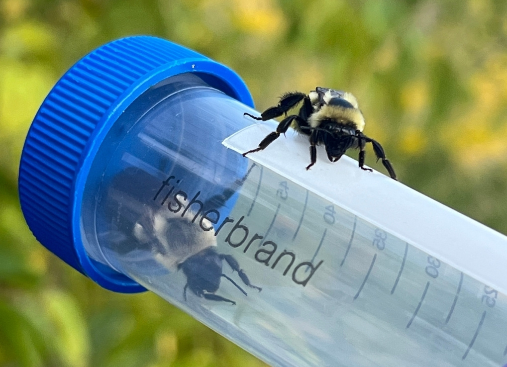 A black and yellow fuzzy bumble bee sits on top of a plastic vial with a blue lid. Inside the vial is another bumble bee.