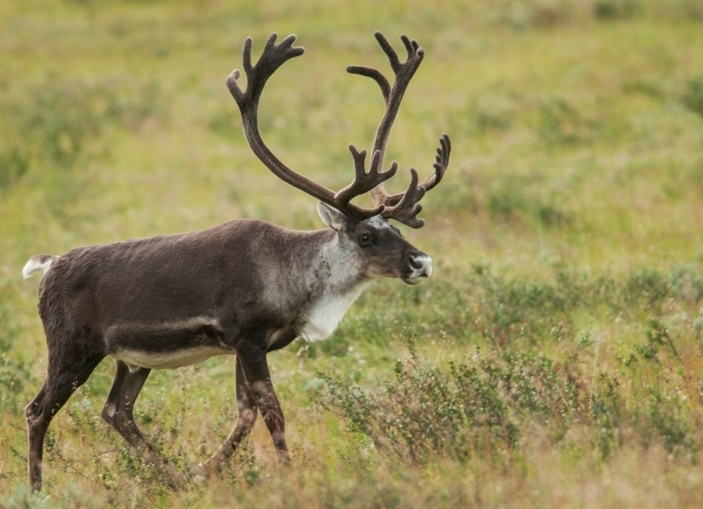 Caribou_GettyImages A caribou walks through a grassy field.