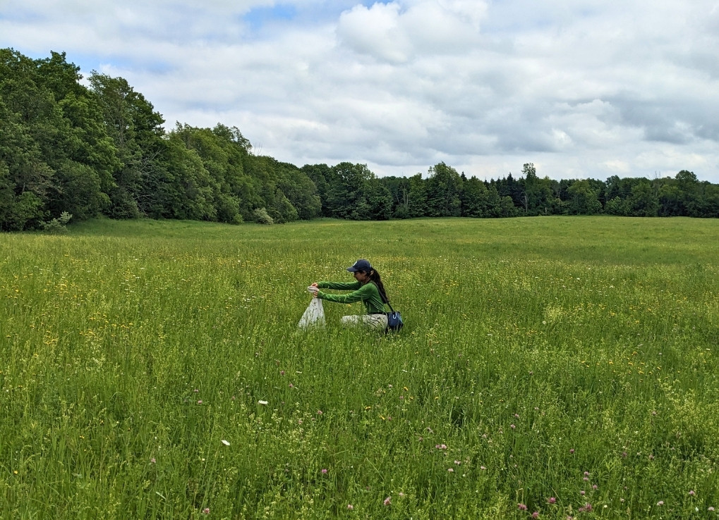 FieldworkForays_CatherineinField_EmilyForrester A biologist kneels in a field of green grass and holds a white bug net up to a peak. Within the net she captures a bumble bee in a plastic vial.