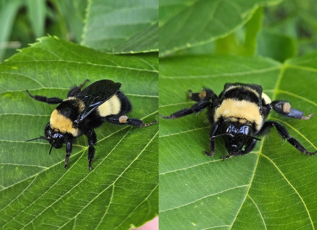 Split image, each side shows a yellow and black bumble bee sitting on a green leaf.
