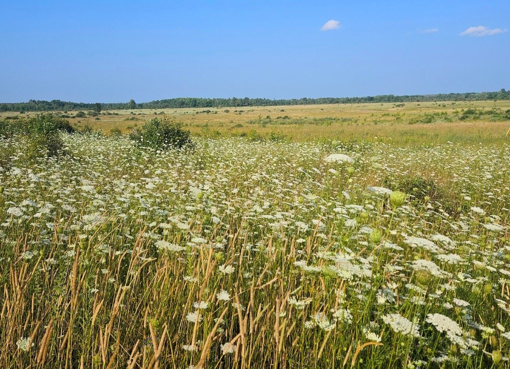 A blue sky is set against a yellow and green grassy landscape. Dark green trees line the horizon and white flowers are scattered in the foreground.