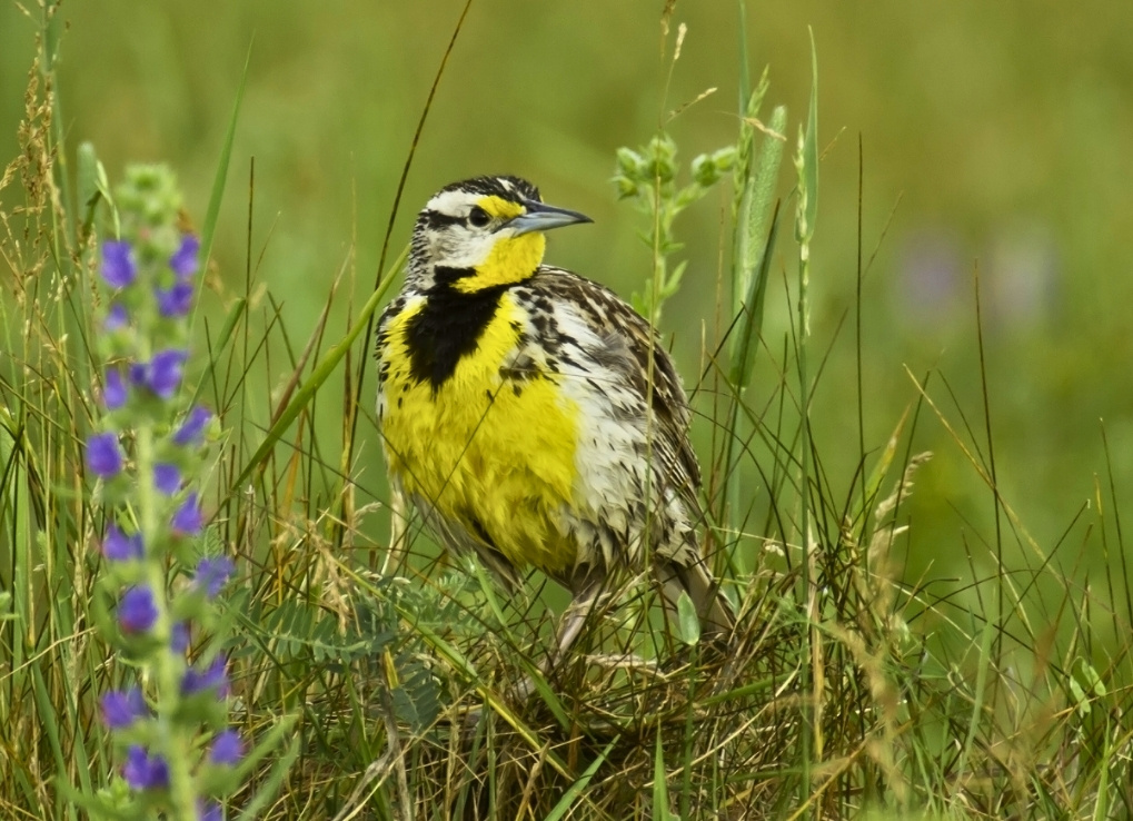 A yellow, black, white and beige bird sits in the grass with blades around it. A purple flower sits in the foreground.