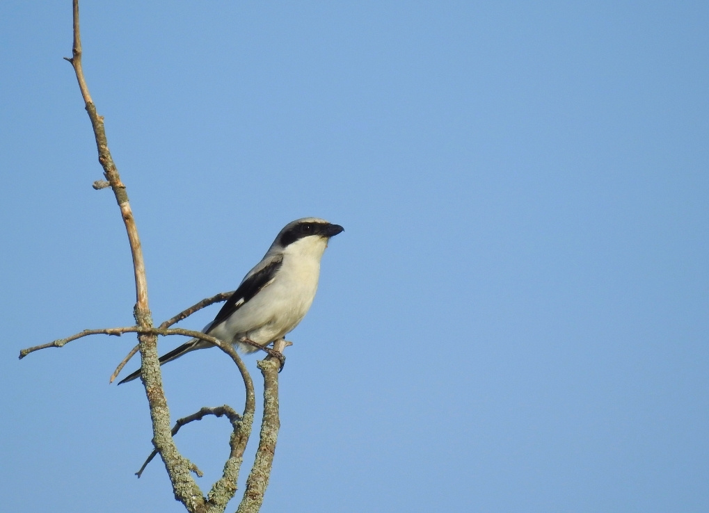 A slender grey, white and black bird sits on a dead tree branch looking out into the blue sky.