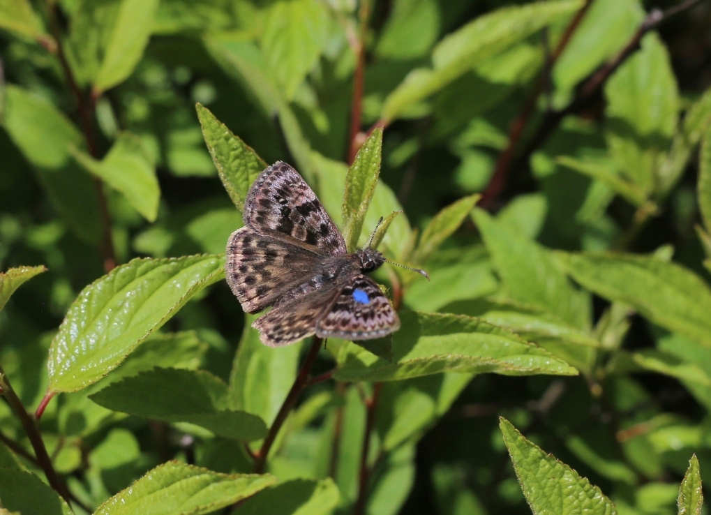 ASummerCaringForButterfly_ButterflyOnPlant_MaddyNeumann A mottled butterfly sits on a green plant, wings outstretched. On one of the wings is a blue dot.