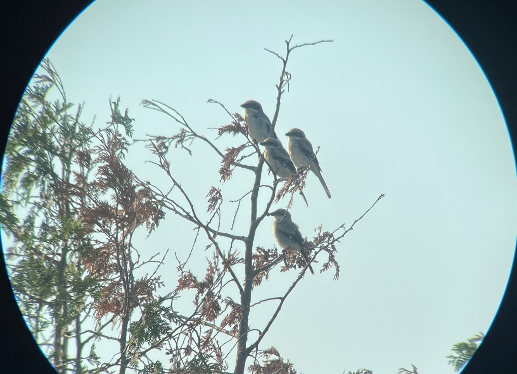 Four shrikes pictured through a scope, perched at the top of a shrub or tree.