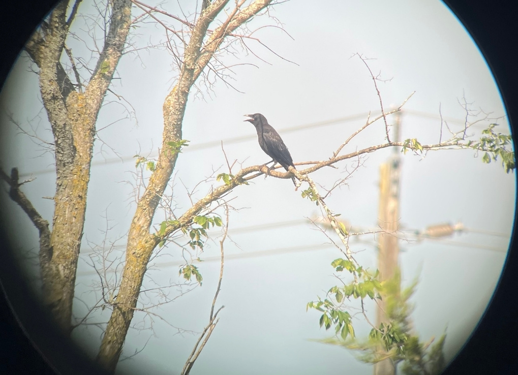 A black bird squawks in a tree. Behind are hydro lines. The bird is pictured through a scope.