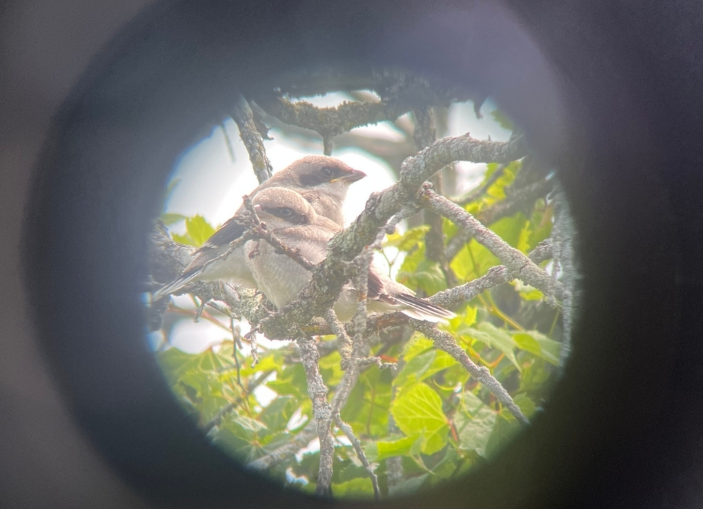 Two grey, black and white birds sit amongst the foliage of a dense shrub or tree. They are young, and pictured through a scope.
