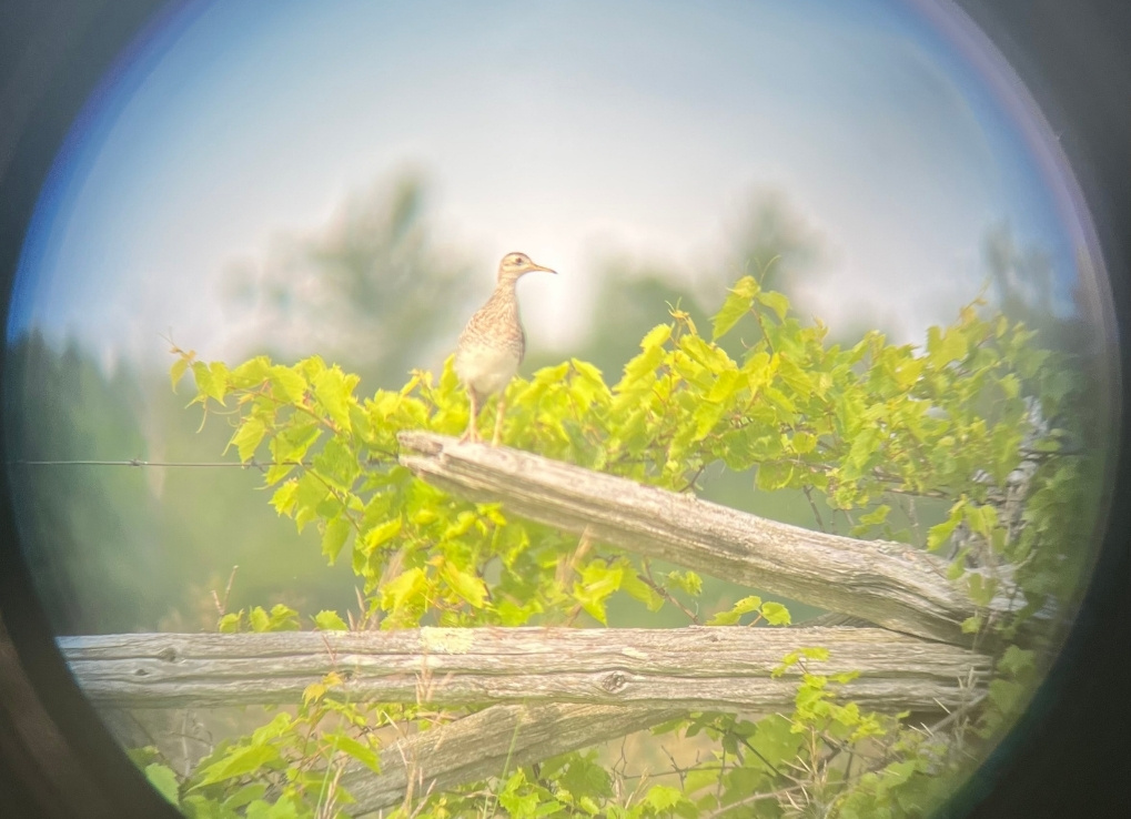 A brown and white bird sits on a horizontal, wooden fence post. The bird is seen through a scope.
