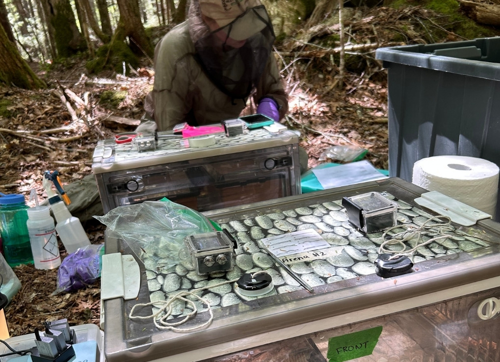 A biologist sits, covered in a full bug net in the middle of a forest. In front of them is three bins and survey equipment everywhere.