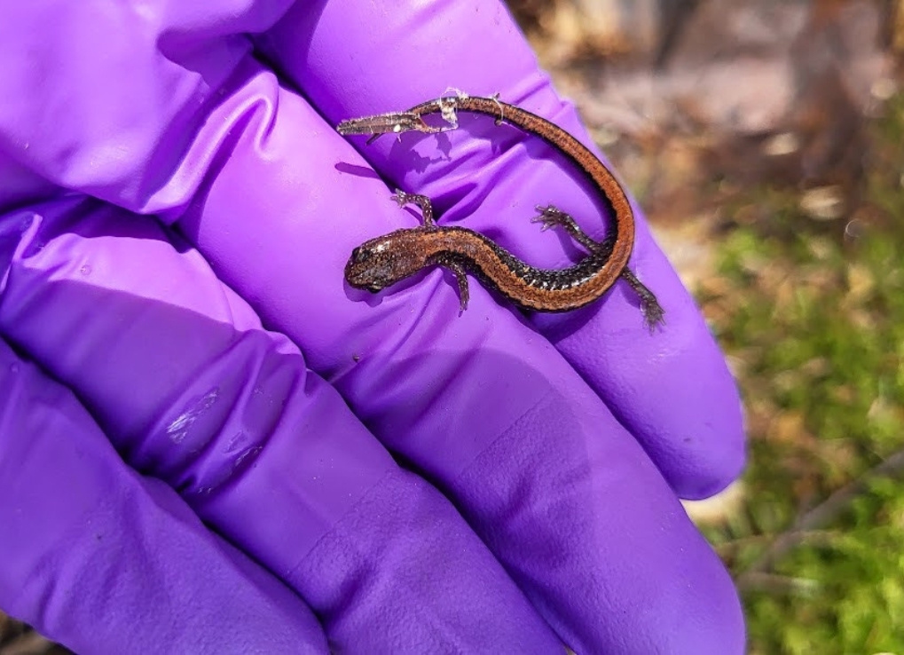 In purple latex gloves, someone holds out their hand with a tiny brown and red salamander on it.