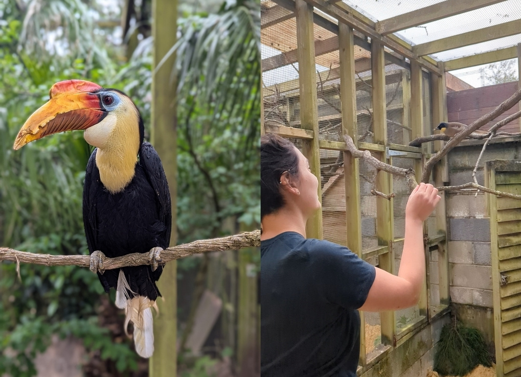 A split image, with a red, yellow, black and blue hornbill perched on a branch in an enclosure on the left, and someone feeding a black, brown and yellow bird in an enclosure on the right.