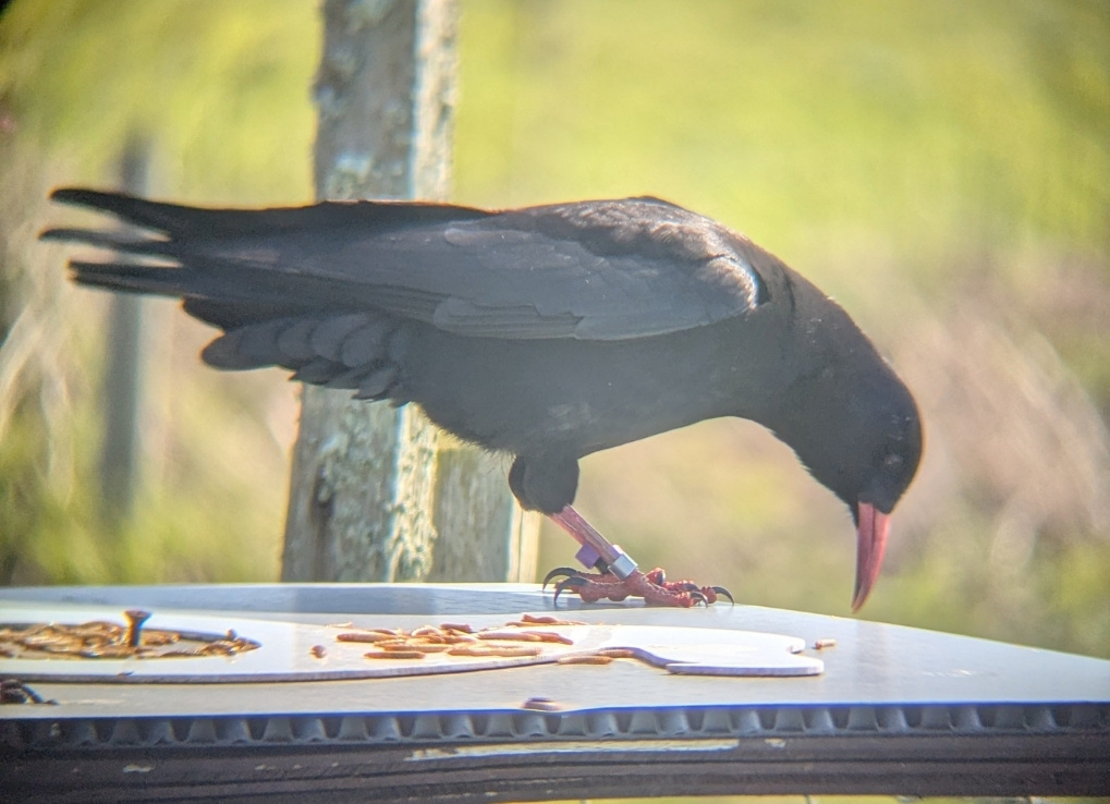 A black bird with red bill eats off of a raised platform within an aviary. The bird is pictured through binoculars.