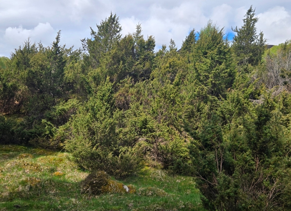 Tall, green, thick juniper trees fill the photo.
