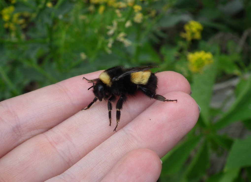 A black and yellow, fuzzy bumble bee sits in someones hand.