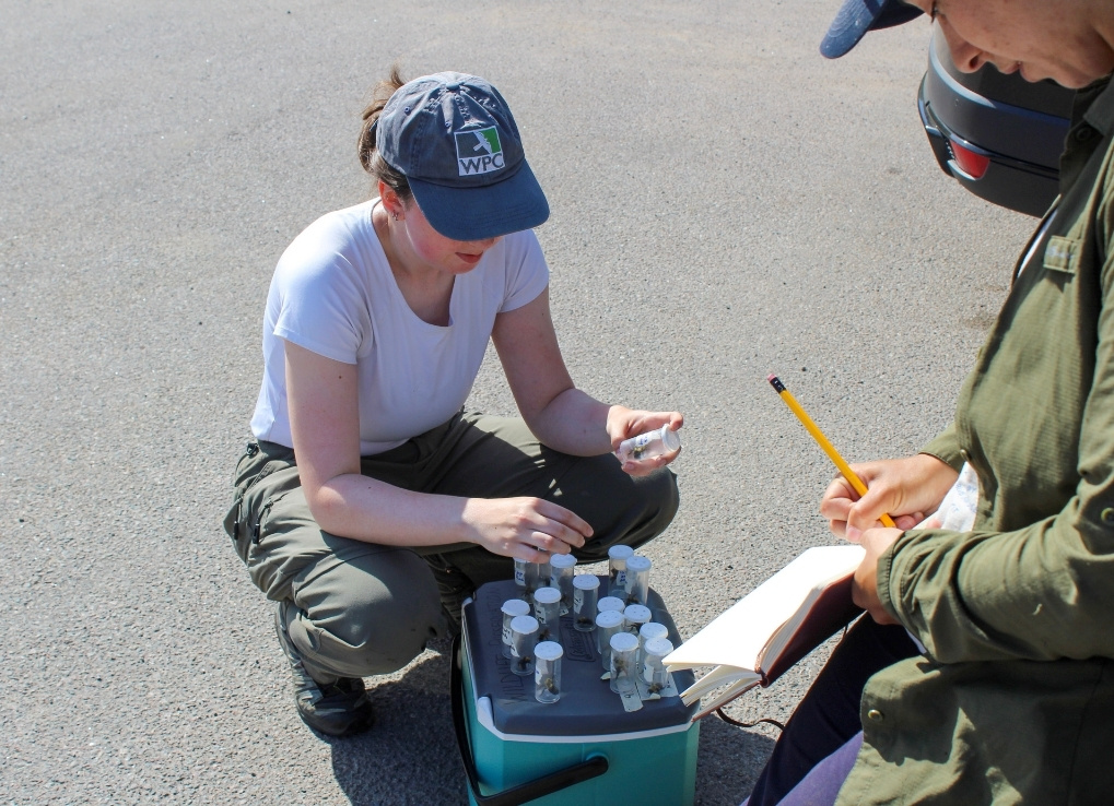 BeecomingAConservationBiologist_GraceAndMariel_BriannaSmith A biologist squats in a paved area, sorting through plastic vials filled with bumble bees. Another biologist sits nearby writing with a pencil in a journal.