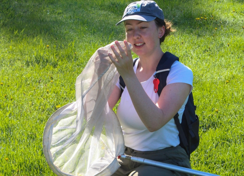 A biologist kneels in a grassy field, with her hands in a bug net, trying to capture a bee in a plastic vial.