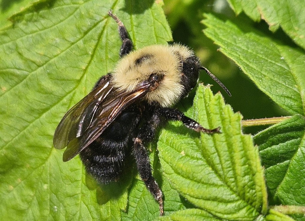 A black and yellow, fuzzy bumble bee sits on a green jagged leaf.