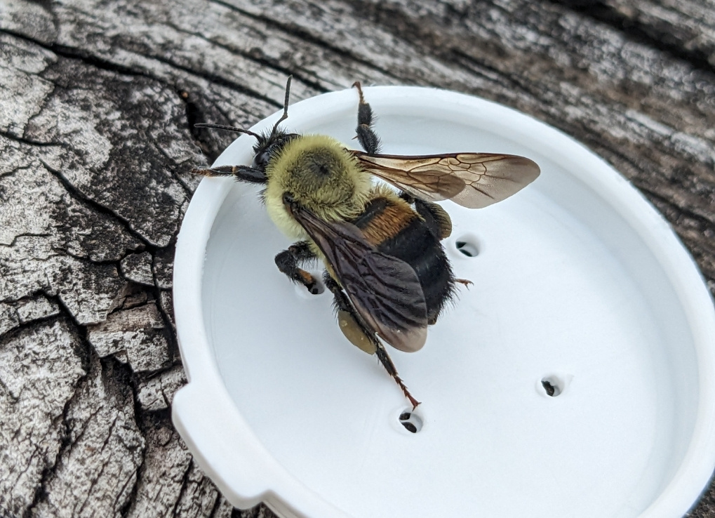 A yellow, black and brown, fuzzy bumble bee sits on a white plastic vial lid.