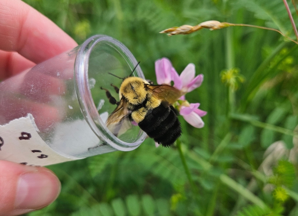 A black and yellow bumble bee flies out of a plastic vial onto a pink flower.