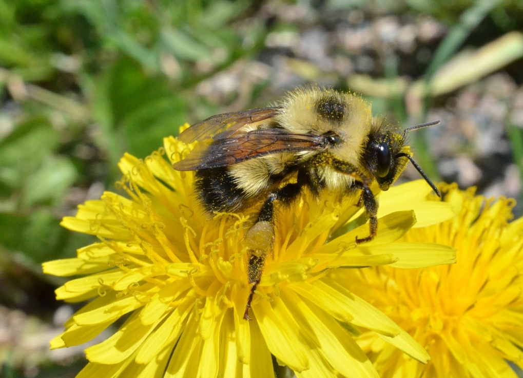 A black and yellow, fuzzy bumble bee sits atop a yellow flower.