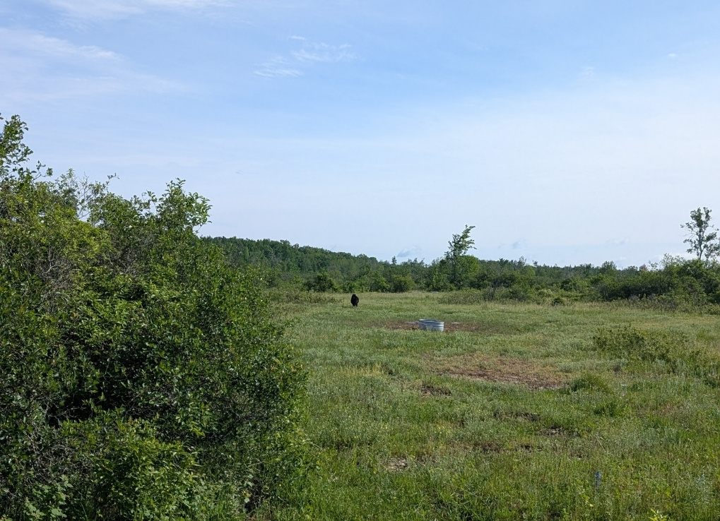 A black bear is pictured as a tiny dot in the distance of a green, lush landscape, under a blue sky.