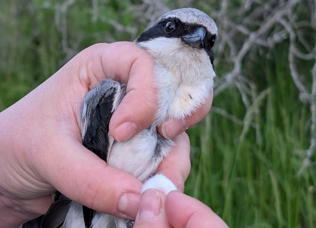 A black, grey and white bird is in someone's hand. The bird has a black eye mask and a piece of gauze is pressed on its leg.