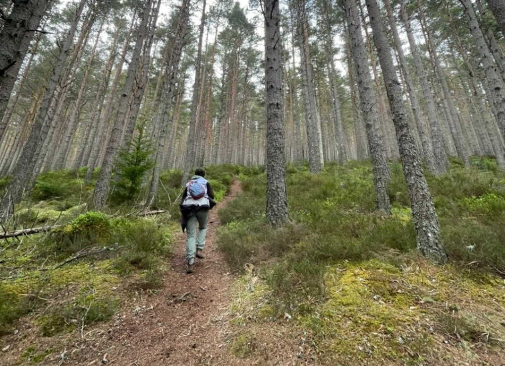 GhostsoftheHighlands_DarynInForest_DarynFarrant Daryn walks through a forest of tall trees, uphill. The soil is reddish brown, the vegetation is green and low lying and the trees were planted.