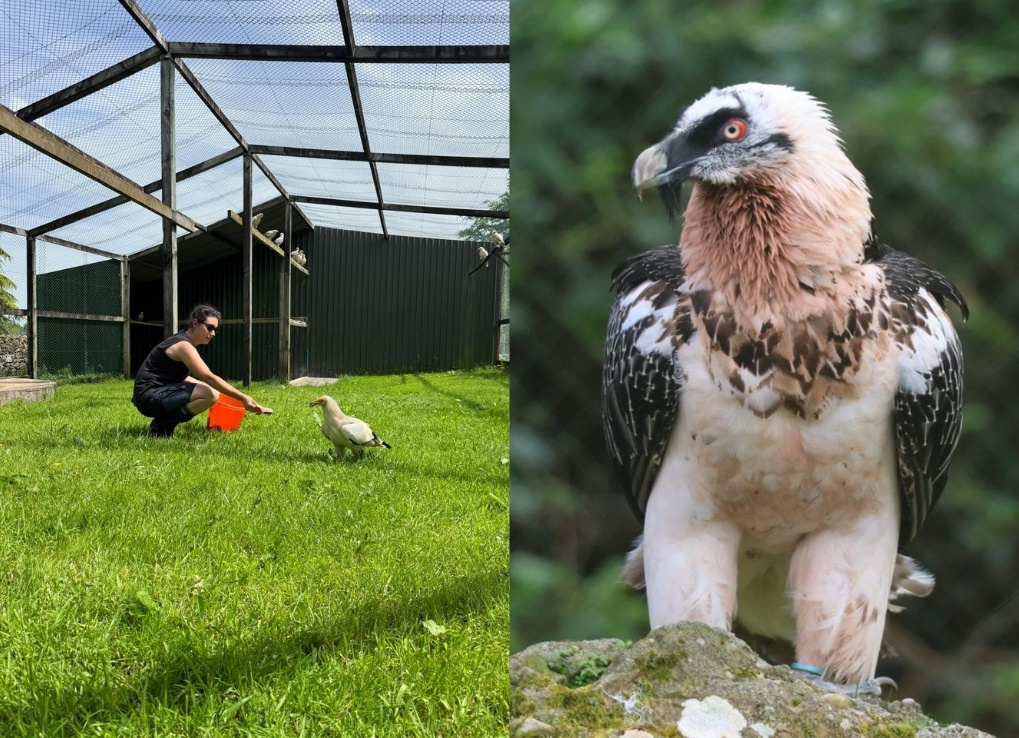 Split image with the left showing a biologist hand feeding a white vulture in an aviary, the right image shows a close up image of a white and brown vulture with a red eye ring.