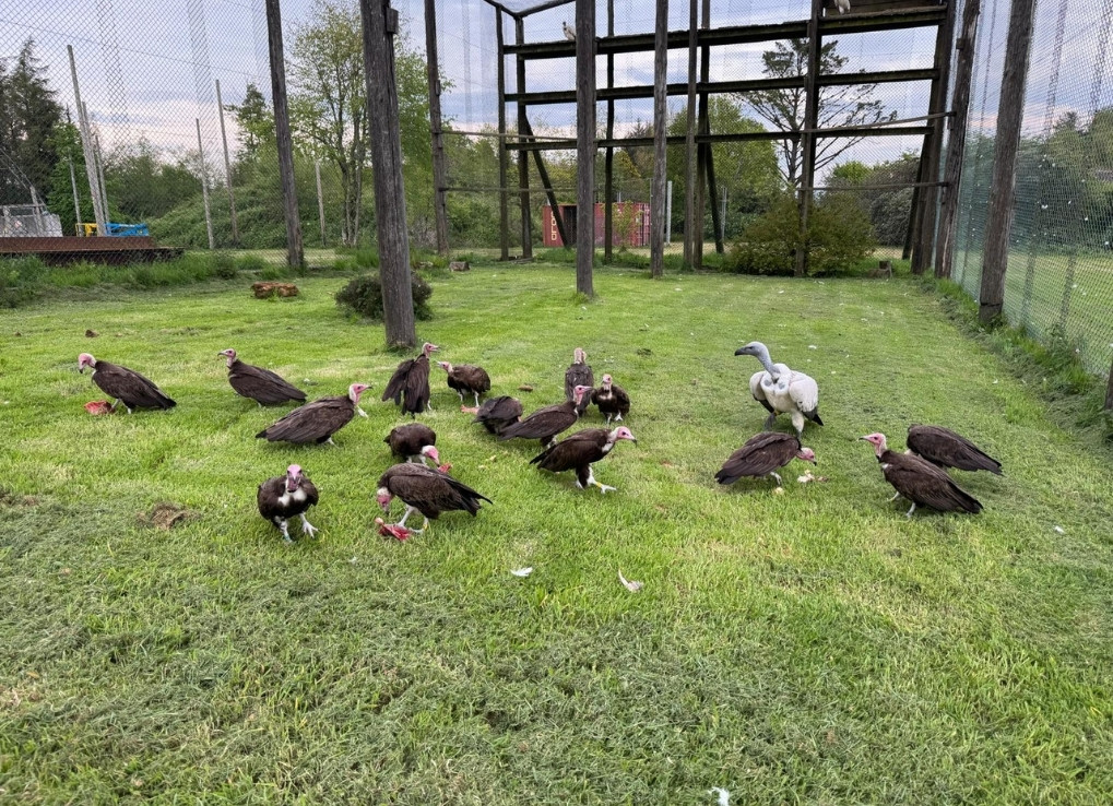 A colony of vultures stand on a green lawn in an aviary. There is raw meat around them. One of the birds is completely white, the rest have brown bodies and red heads.