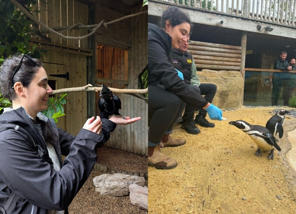 Split image, on the left Jenna holds a black bird in her palm within an aviary. The right image shows Jenna sitting in a penguin enclosure at the zoo, wearing blue rubber gloves and feeding a penguin who is approaching.