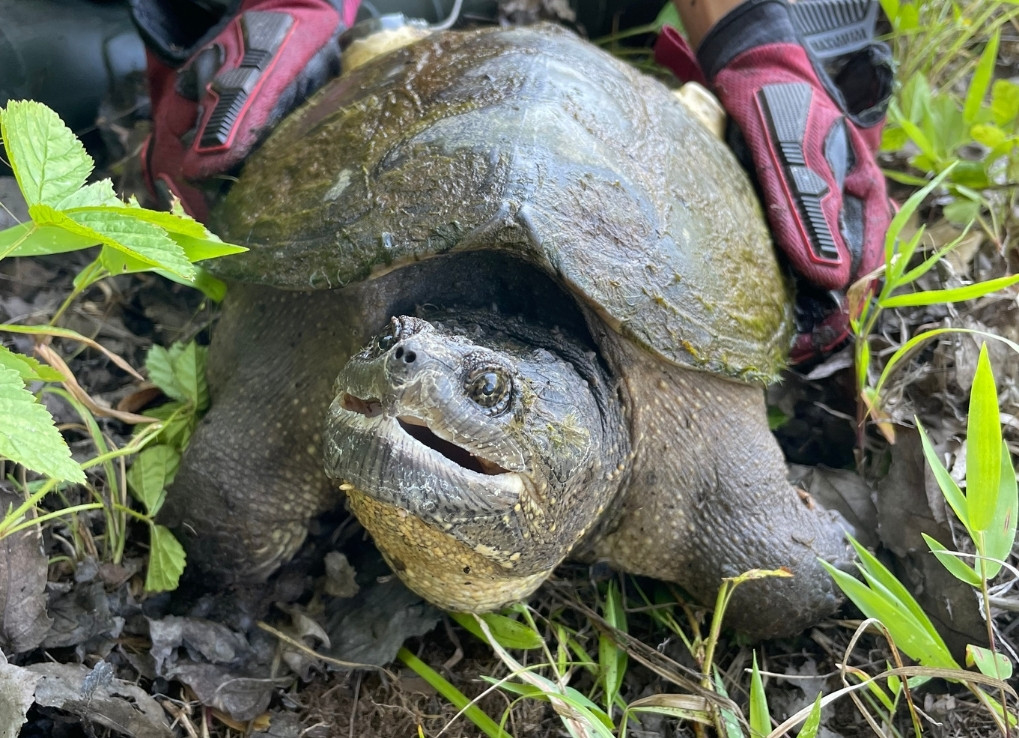 A green-brown looking turtle with sharp looking peaking is held from behind. The person holding the turtle is wearing red gloves.