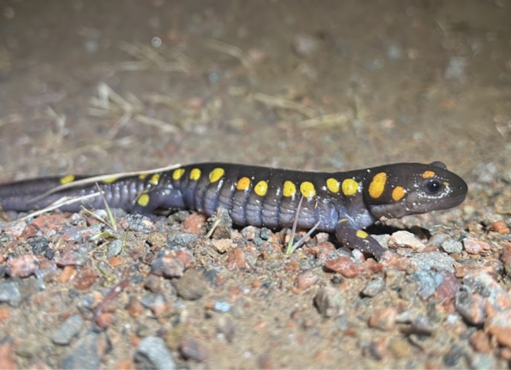 A purple-grey salamander with bright yellow spots along its body, sits in the gravelly soil.