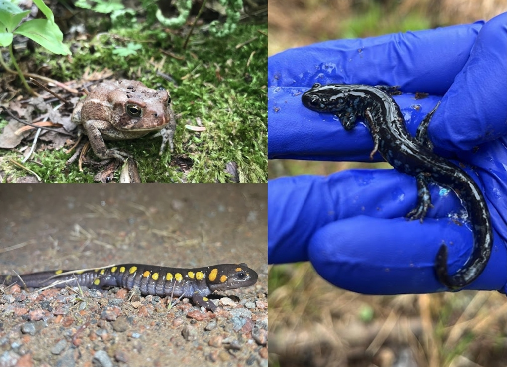 Three photos showing a toad in moss in the top left, a black-blue salamander in someones gloved hand on the right, and a purple-grey and yellow spotted salamander in soil in the bottom left.