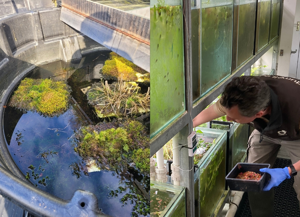 A human made breeding tub and tadpole tanks at the Jersey Zoo