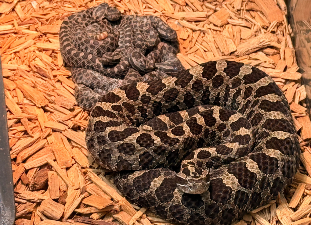 Eastern massasauga snakes resting on wood chips.