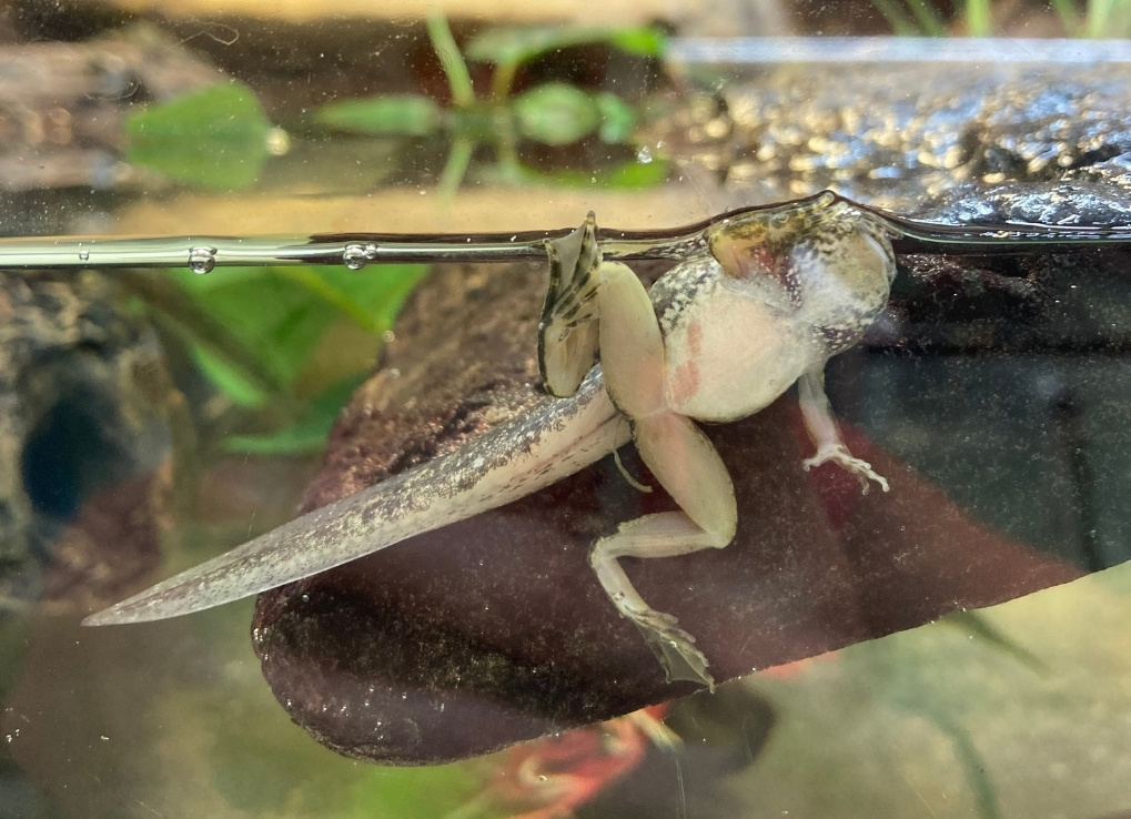 ConservationBreedingFrogs_SouthernMountainYellow-LeggedFroglet_StephanieWinton A froglet is pictured through glass. The frog still has its tail and is pictured underneath, with its belly prominent.