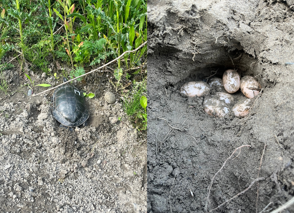 western painted turtle and eggs buried in sand