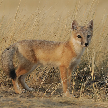 Swift fox - Adopt A Species Supporters