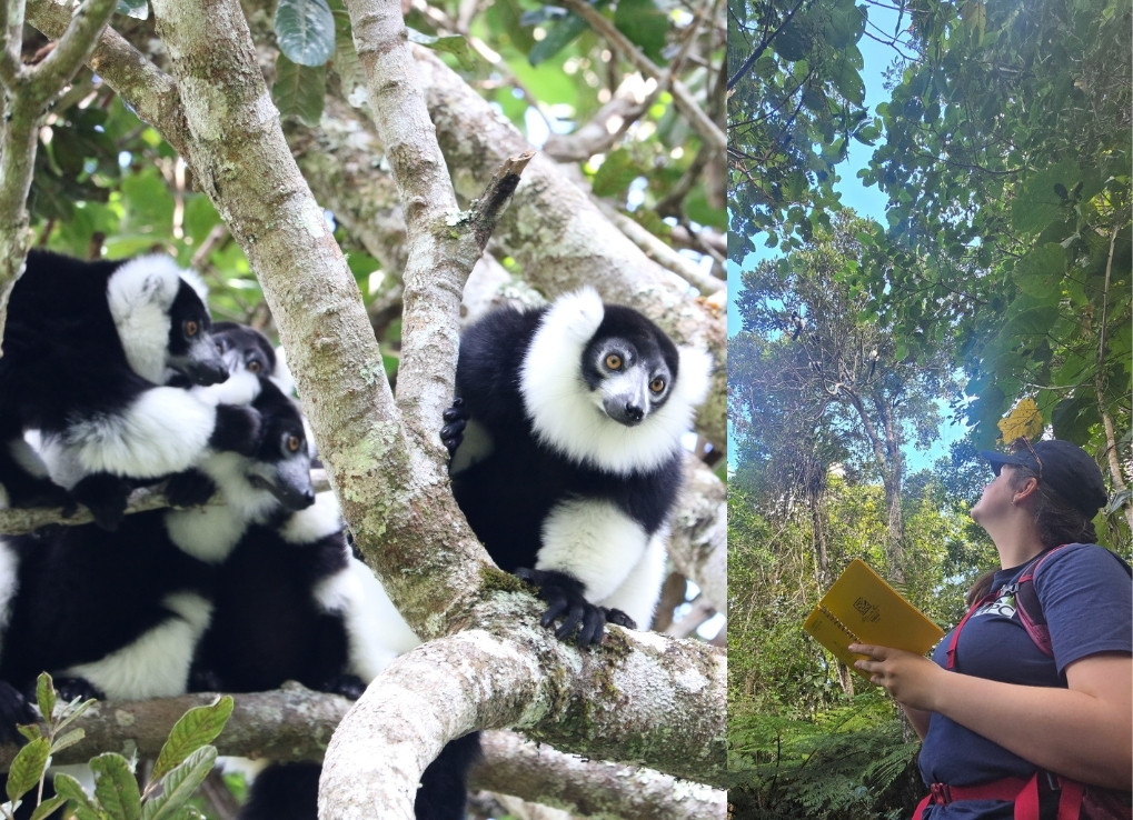 GirlWhoIsScaredofLemurs_LemurBallAndDaryn_DarynFarrant Split image, left showing black and white primates in a tree together, and the right image showing a biologist looking up into a tree canopy with yellow journal in hand.