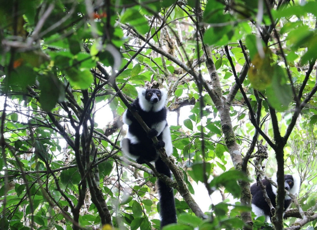 GirlWhoIsScaredofLemurs_LemursinTree_DarynFarrant Two black and white fluffy primates sit in dense tree cover.