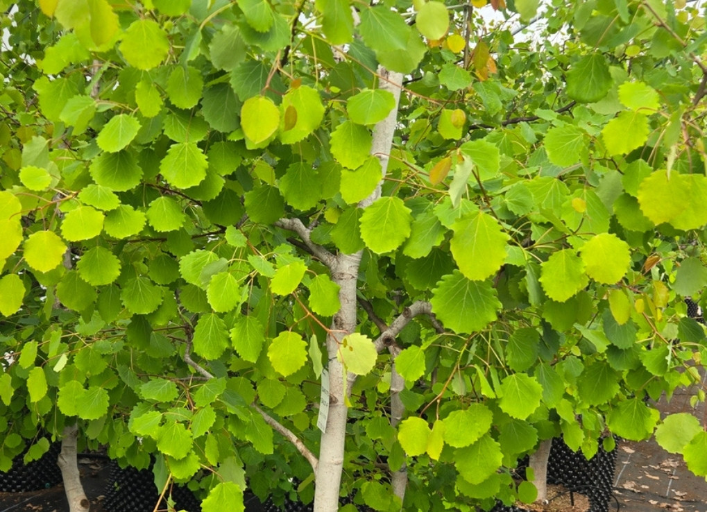 Green aspen leaves on a tree up close.