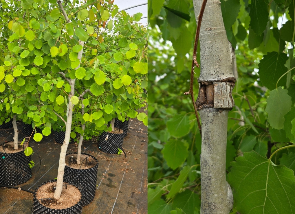 Split image of green aspen trees in a greenhouse on the left, and on the right, a close up image of brown cut tree bark on a tree.