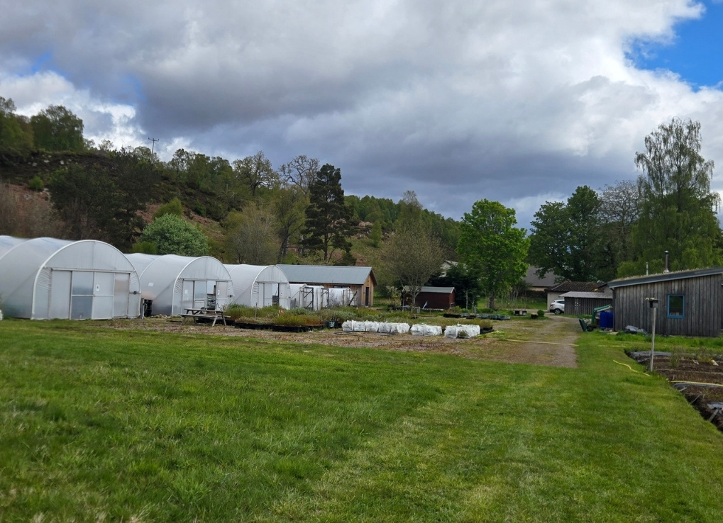 A tree nursery with three white greenhouses. On the right is a brown shed.